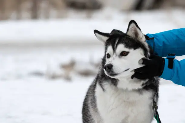 Photo of Human hands in a blue warm jacket caress scales and strokes a Siberian husky dog with brown eyes. Funny dog with raised ears in contact with the owner. A man touches a dog in the winter in the street.