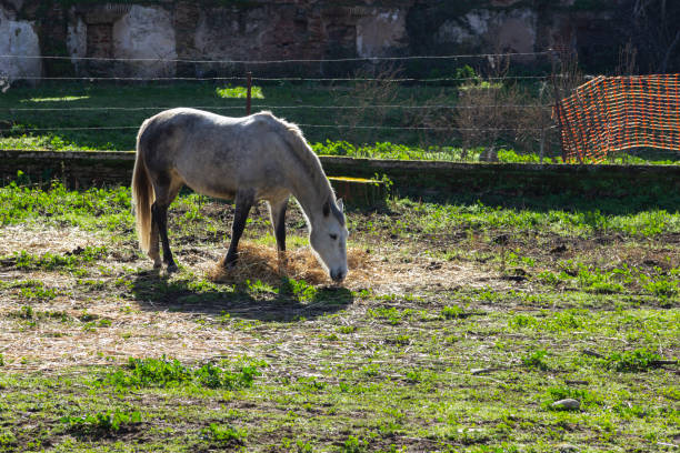 istock Beautiful white horse eating fresh grass 1311817487