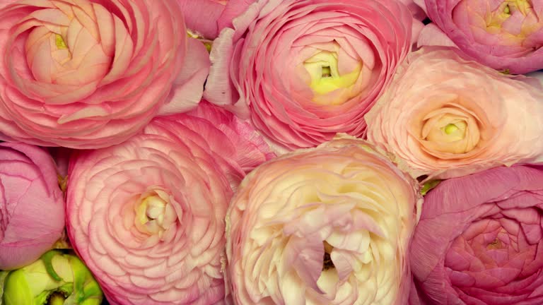 Blooming romantic pink flowers