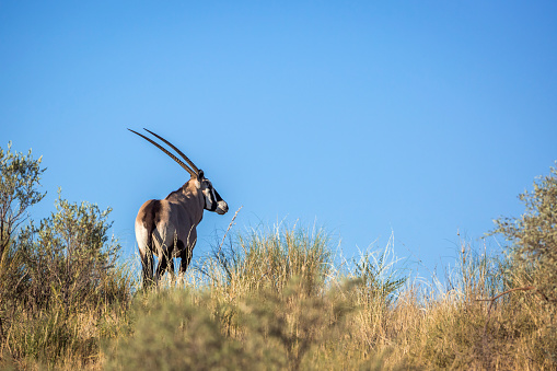 South African Oryx on top of a dune isolated in blue sky in Kgalagadi transfrontier park, South Africa ; specie Oryx gazella family of Bovidae