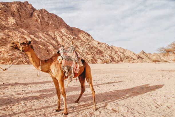 Arid landscape with a camel  in the Sinai Desert near Sharm Al Sheikh.
