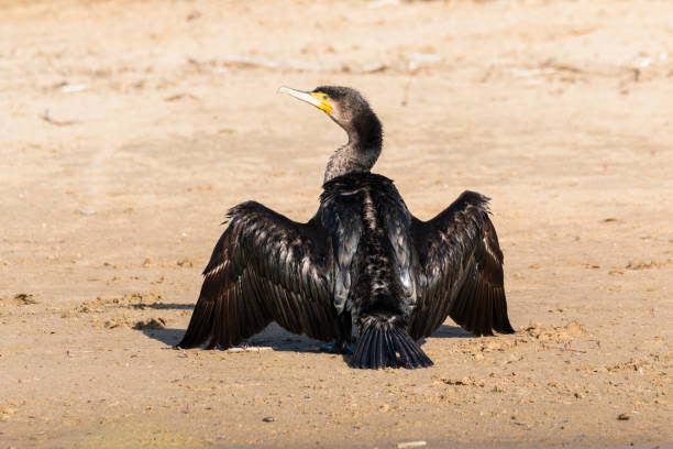 istock Great cormorant dries its wings at sun 1311819246