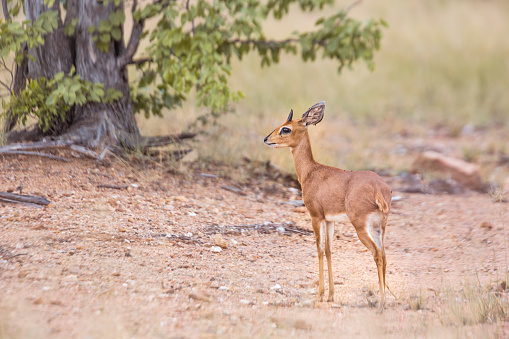 Steenbok en el Parque Nacional Kruger, Sudáfrica photo
