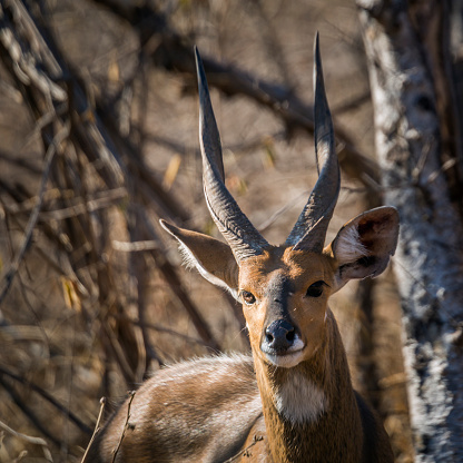 Cabo bushbuck en el Parque Nacional Kruger, Sudáfrica photo