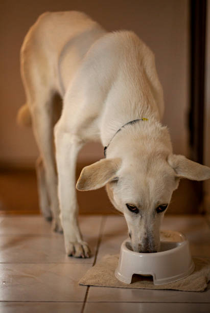 istock Young Domestic Dog 1311822004