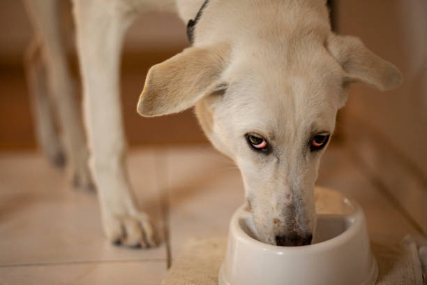 istock Young Domestic Dog 1311822174
