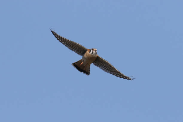 istock Kestrel, Ontario's smallest falcon species, flying on bright spring sky 1311822341