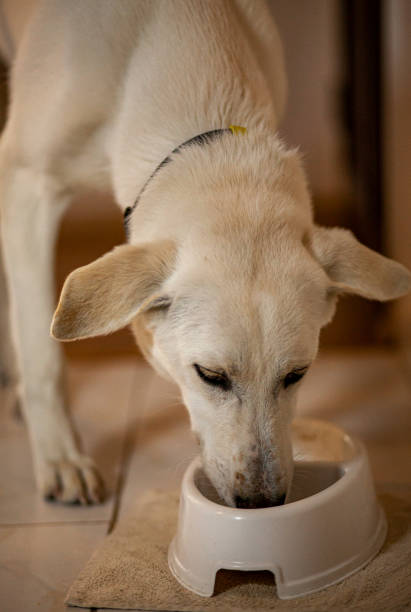 istock Young Domestic Dog 1311822393
