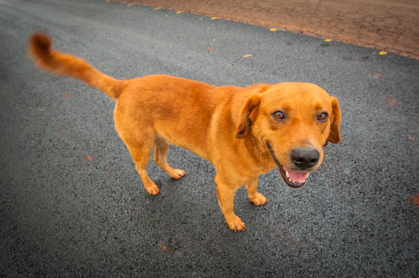 istock Mutt dog. Pets and company. 1311823407