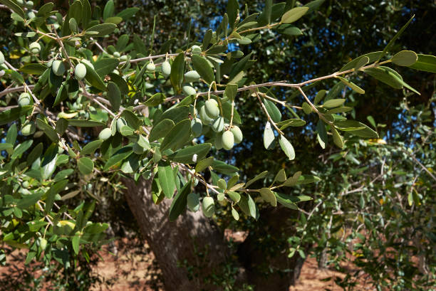 istock Olea europaea trees in summer 1311823567