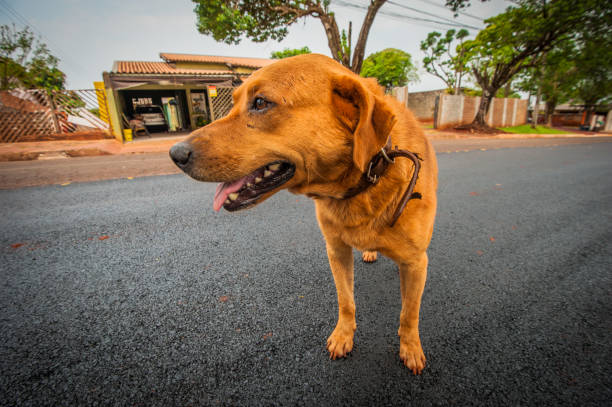 Mutt dog. Pets and company. Animals.