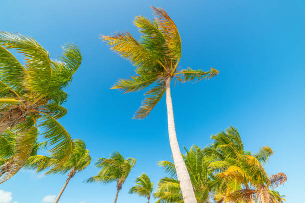 istock Blue sky over coconut palm trees in Smathers Beach 1311823600
