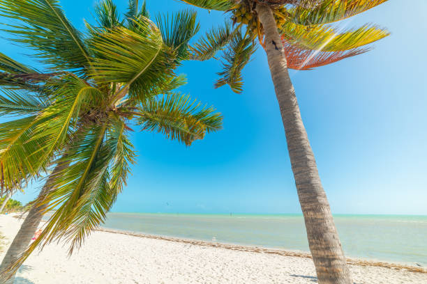 istock Coconut palm trees and white sand in Key West 1311823626