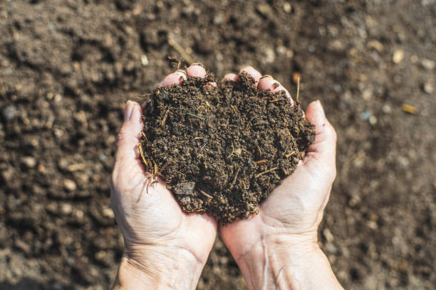 solo de adubo fresco em duas mãos com luz solar - humus soil - fotografias e filmes do acervo