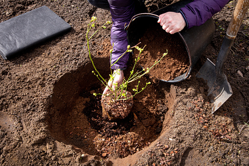 Person planting blueberry bush at home garden. Digging a hole, filling it with special acidic blueberry soil.