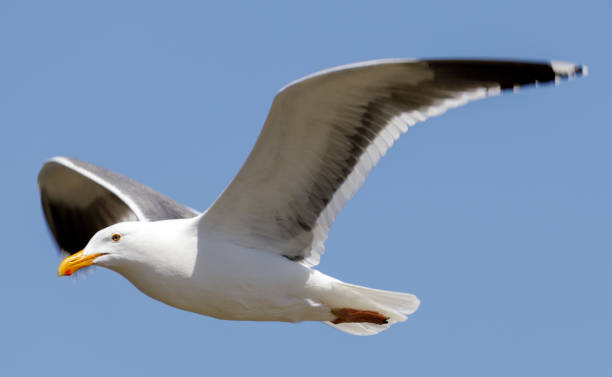 adulto reproductor de gaviota occidental en vuelo. condado de monterey, california, ee. uu. - sunny day sunlight seagull fotografías e imágenes de stock
