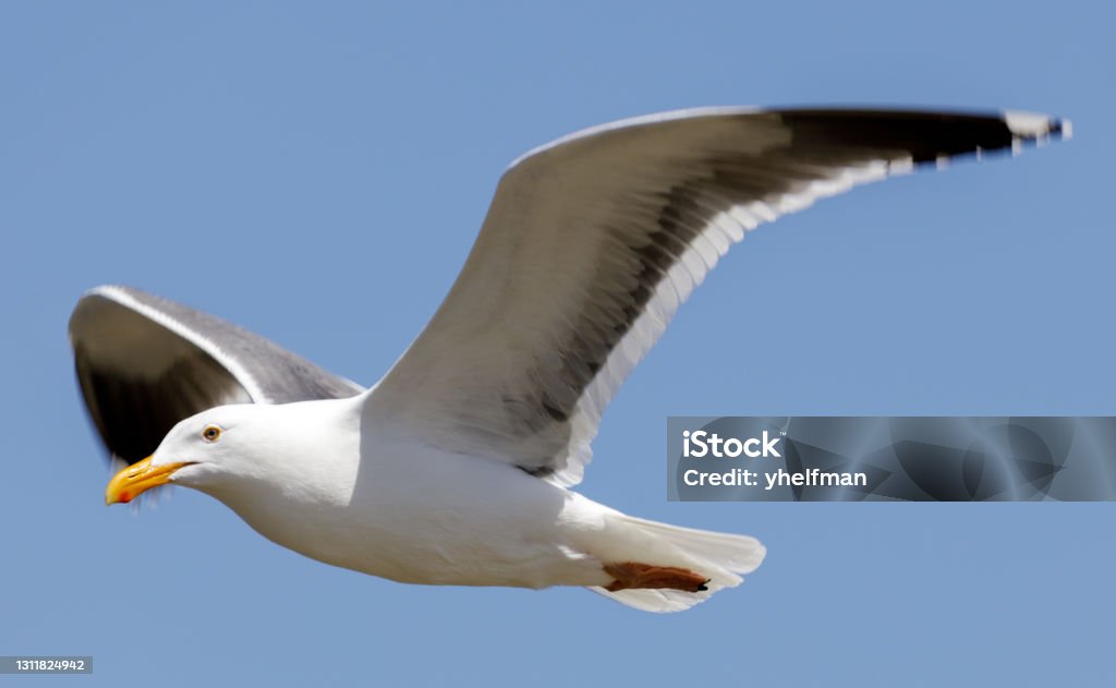 Western Gull breeding adult in-flight. Monterey County, California, USA. Seagull Stock Photo