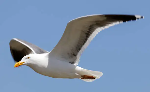Photo of Western Gull breeding adult in-flight. Monterey County, California, USA.