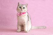 Adorable blue-eyed white british cat wearing shirt and bow tie