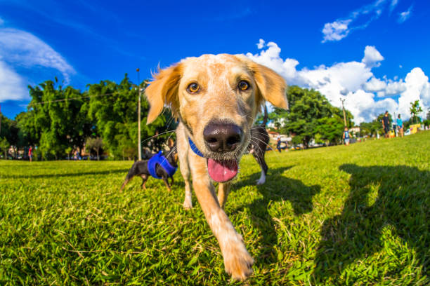 istock Mutt dog. Pets and company. 1311825709