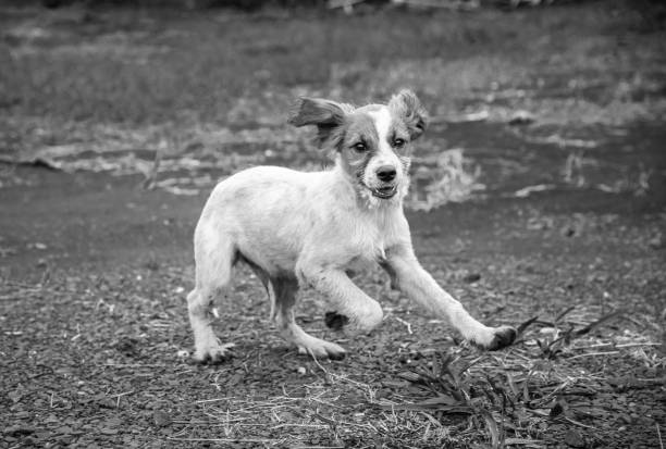 istock Mutt dog. Pets and company. 1311826024