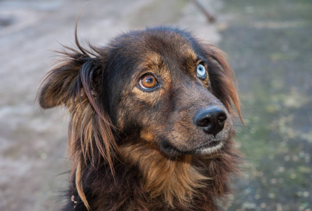 istock Mutt dog. Pets and company. 1311826043