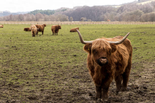 istock Scenic Highland Cow 1311826052