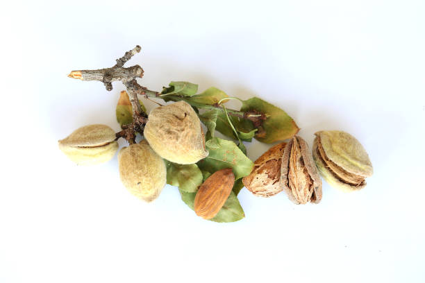 Almond whole and almond kernels. Almond leaf.