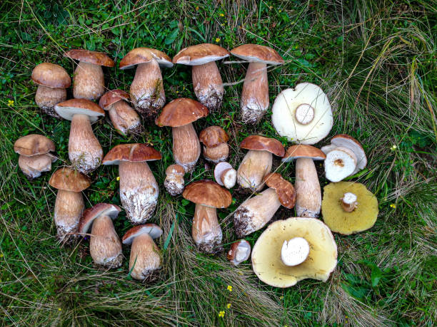 istock My first summer mushrooms were found 1311828234