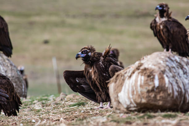 istock Cinereous Vulture Aegypius monachus 1311829655