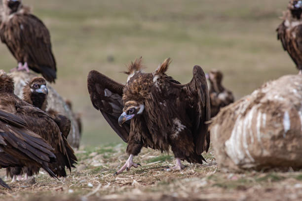 istock Cinereous Vulture Aegypius monachus 1311829692