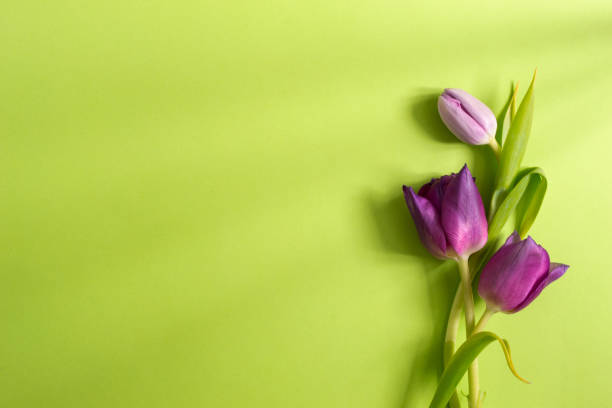 istock Three gray tulip on a light green background. Copy space. Spring flowers and holiday concept 1311830502