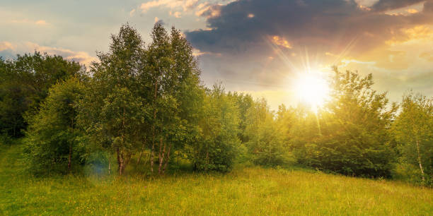istock trees on the hill in summer scenery at sunset 1311832743