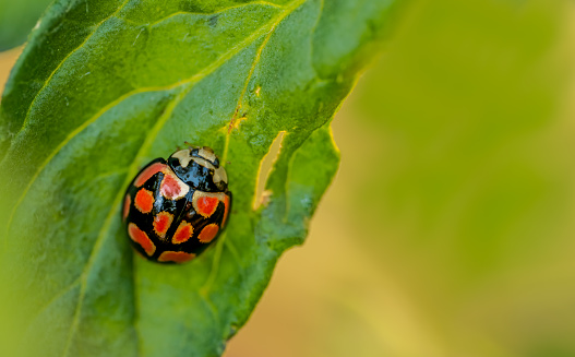 bright color ladybug beetle also called Coccinellidae eating a leaf