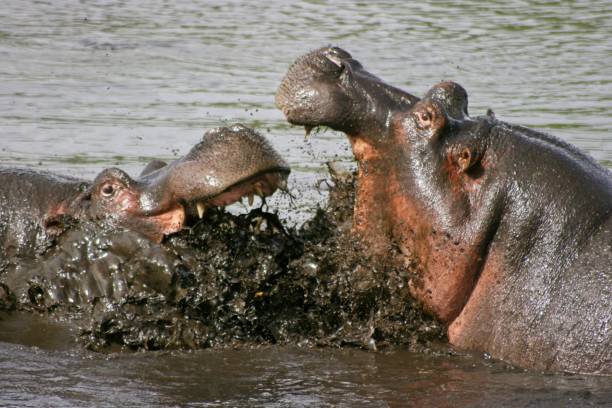 Closeup of two fighting Hippopotamus (Hippopotamus amphibius) in Ngorongoro Crater Tanzania stock photo