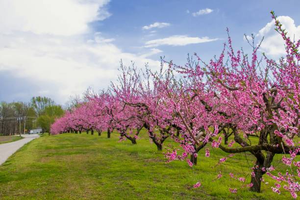 istock Beautiful Spring Peach Blossoms-Vigo County, Indiana 1311833846