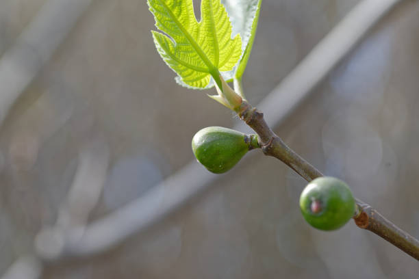 fig branch (Ficus carica, Brown Turky) with fruits