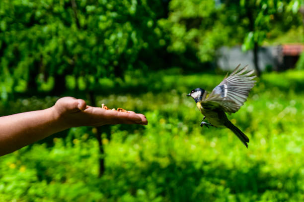 istock Feeding great tit birds from hand in a city park 1311835524