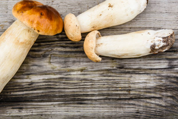istock Freshly picked porcini mushrooms on a rustic wooden table. Top view 1311835536