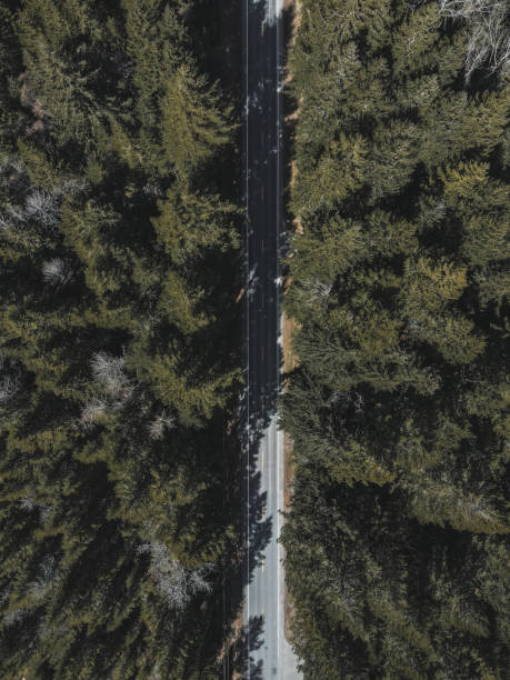 istock Road in the Trees 1311835576