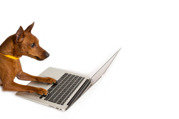 istock brown pinscher, with a yellow collar, next to a laptop, a white background. 1311835682