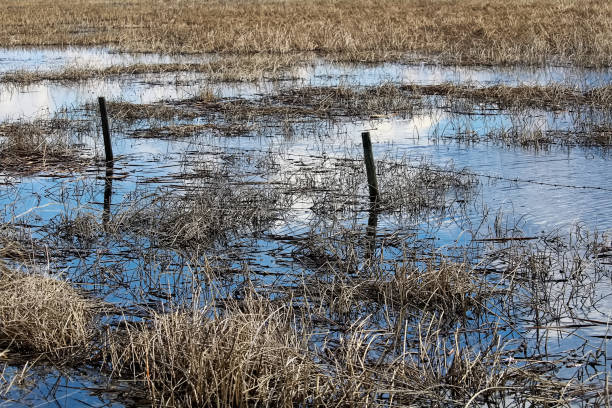 istock A fence going through wetlands with brown reeds 1311836510