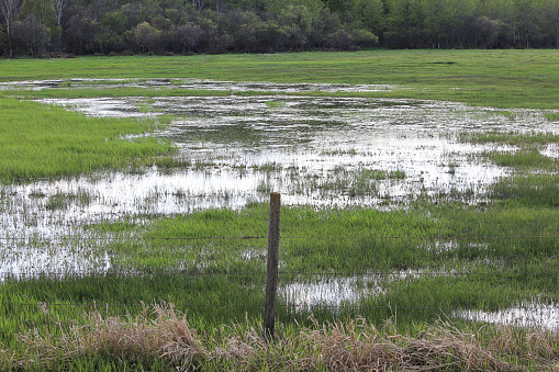 A flooded out green pasture with water everywhere.