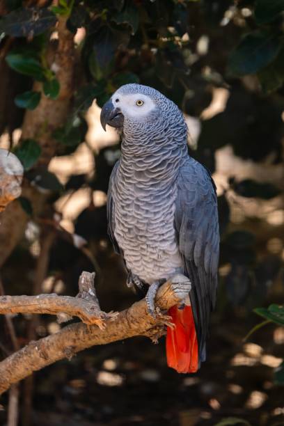 istock portrait of grey parrot in zoologic park 1311836659