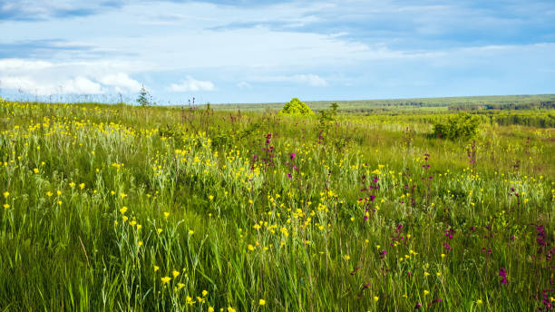 istock Field flowers landscape 1311837386