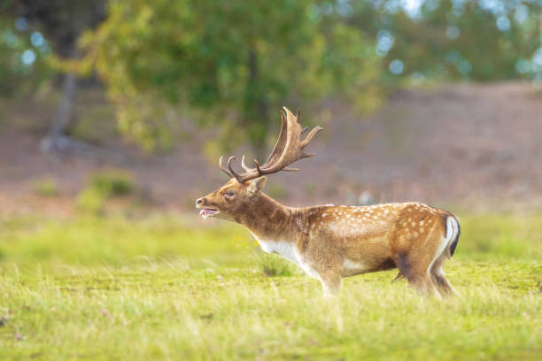 istock Fallow deer stag rut during Autumn season. 1311838417