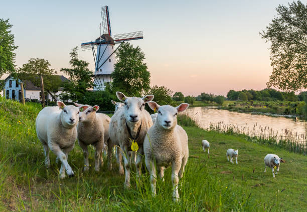Scenery with a traditional dutch windmill called "De Vlinder" and a flock of sheep in Deil, Province of Gelderland, The Netherlands Windmill De Vlinder is a tower mill which was built in 1913 and has been restored to working order gelderland photos stock pictures, royalty-free photos & images