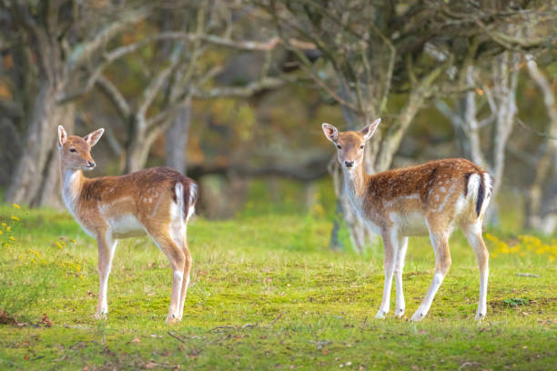 istock Fallow deer fawn Dama Dama in Autumn 1311838891