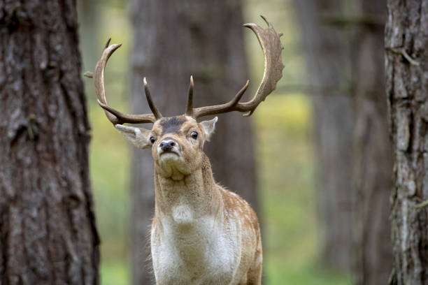 istock Fallow deer stag rut during Autumn season. 1311838900