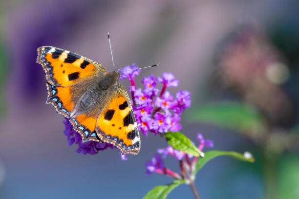 istock Aglais urticae small tortoiseshell butterfly isolated by nature 1311838904